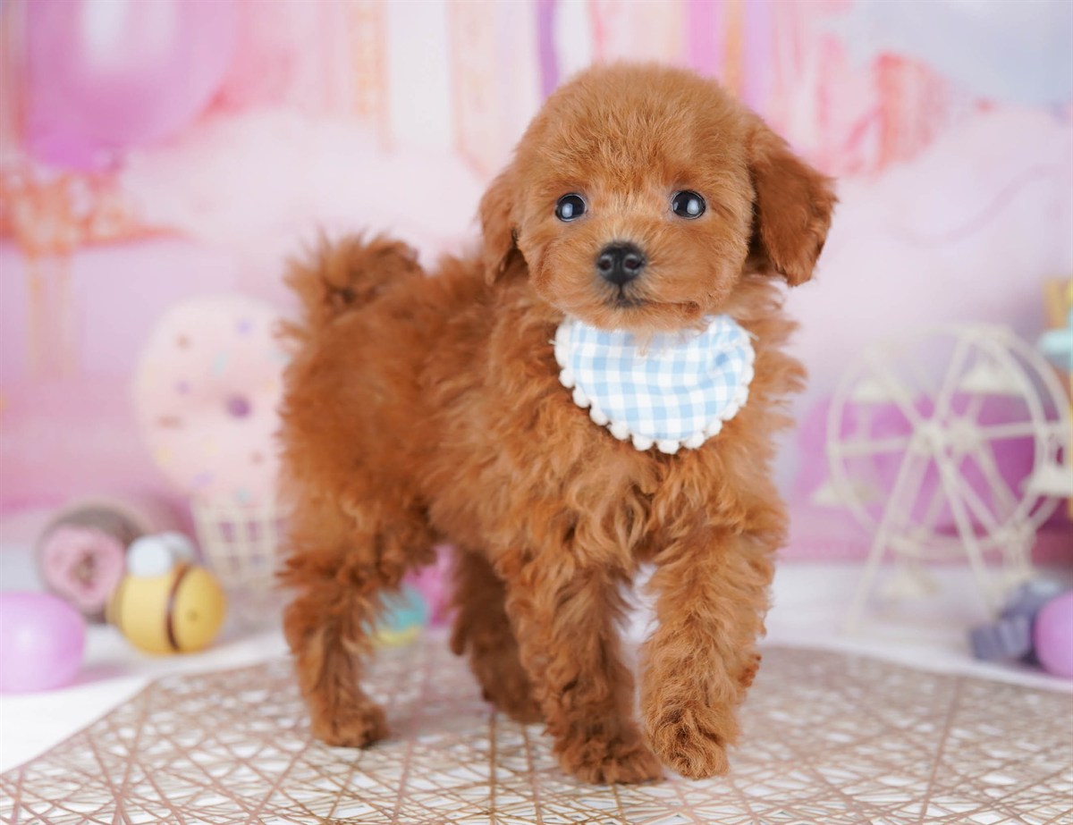 トイ・プードル | 女の子 | レッド | 2026年2月21日（ID:dog-10007613）