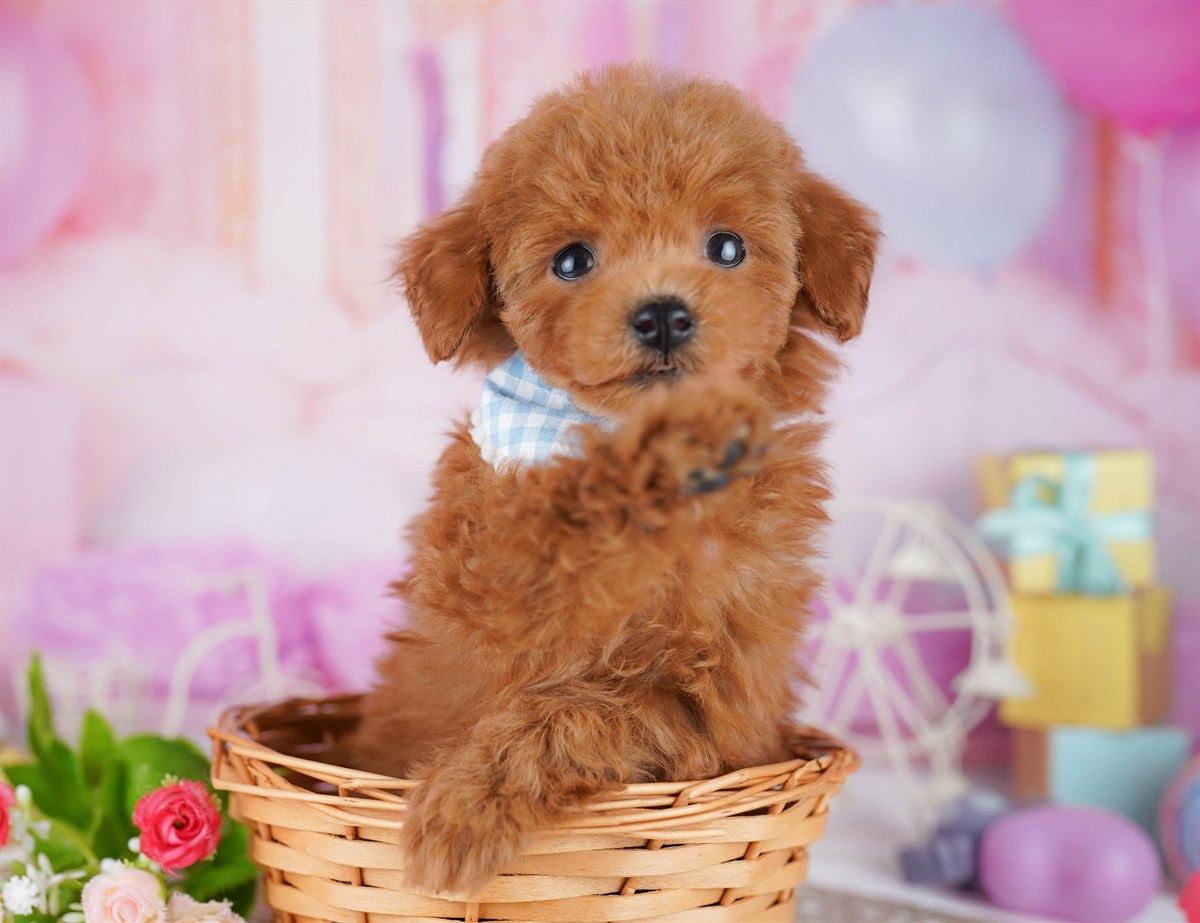 トイ・プードル | 女の子 | レッド | 2026年2月21日（ID:dog-10007613）