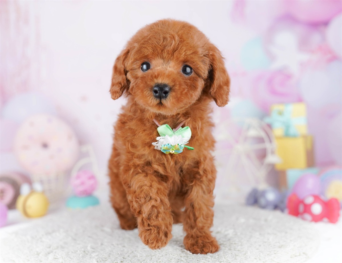 トイ・プードル | 女の子 | レッド | 2026年2月21日（ID:dog-10007614）