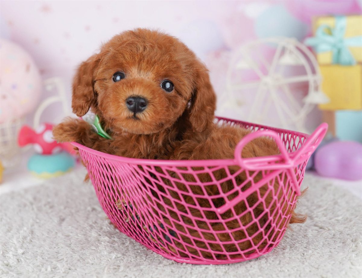 トイ・プードル | 女の子 | レッド | 2026年2月21日（ID:dog-10007614）