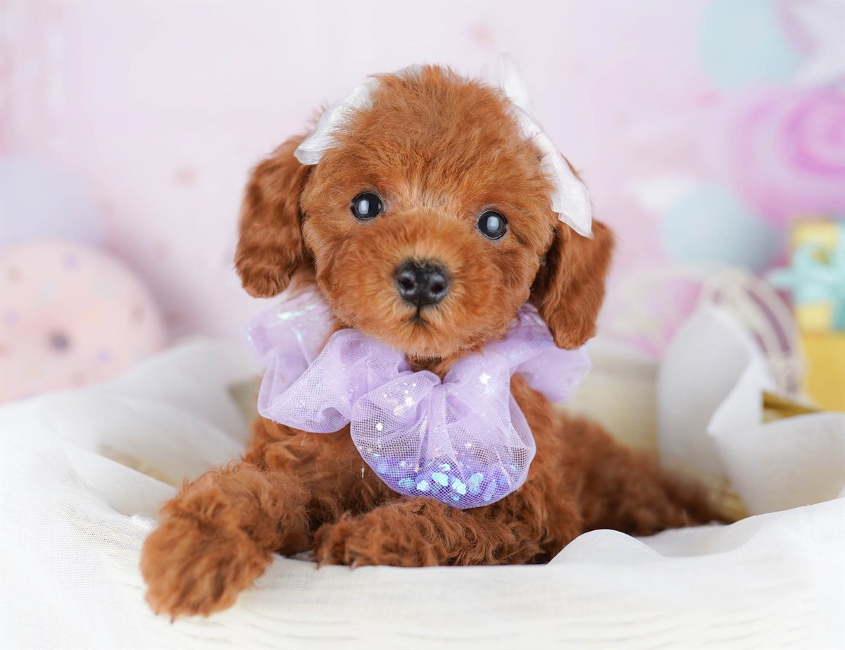 トイ・プードル | 女の子 | レッド | 2026年2月21日（ID:dog-10007614）