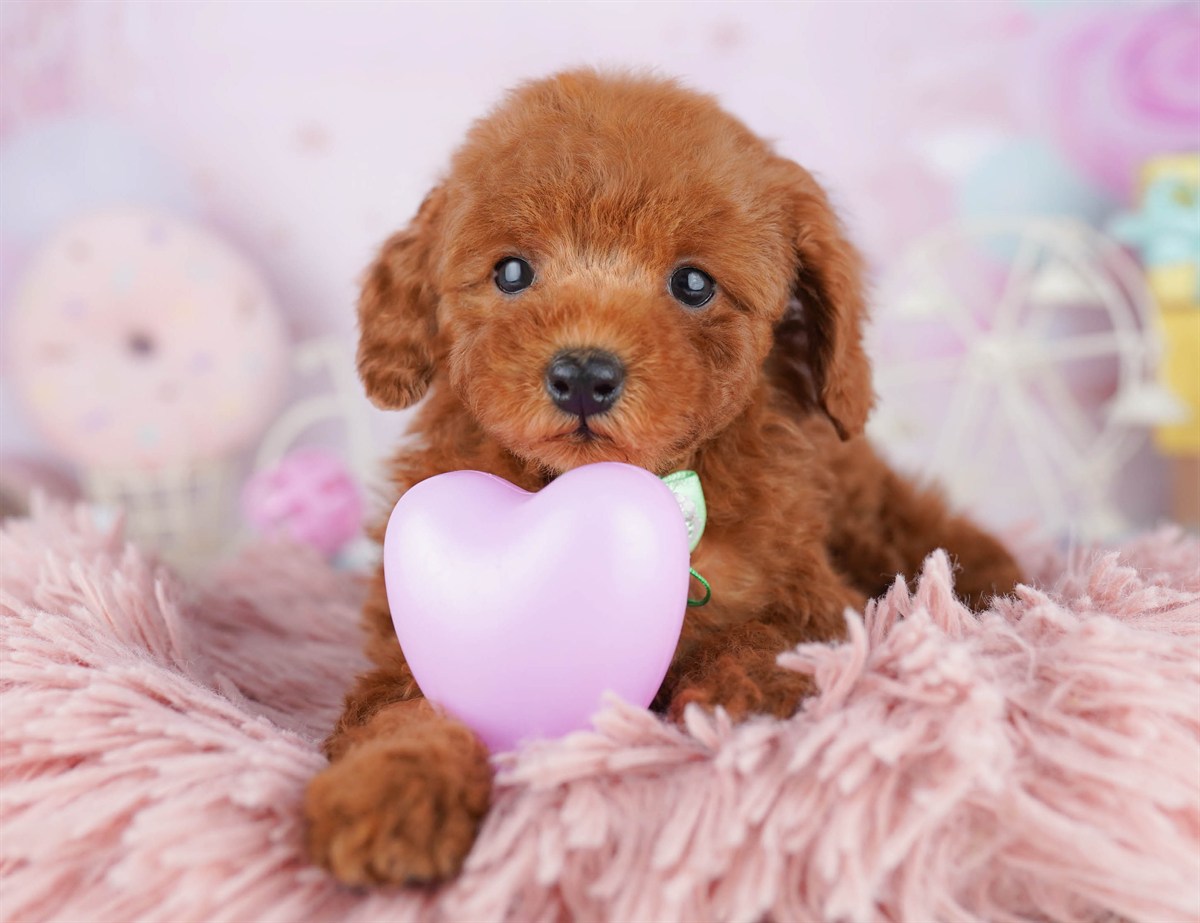 トイ・プードル | 女の子 | レッド | 2026年2月21日（ID:dog-10007614）