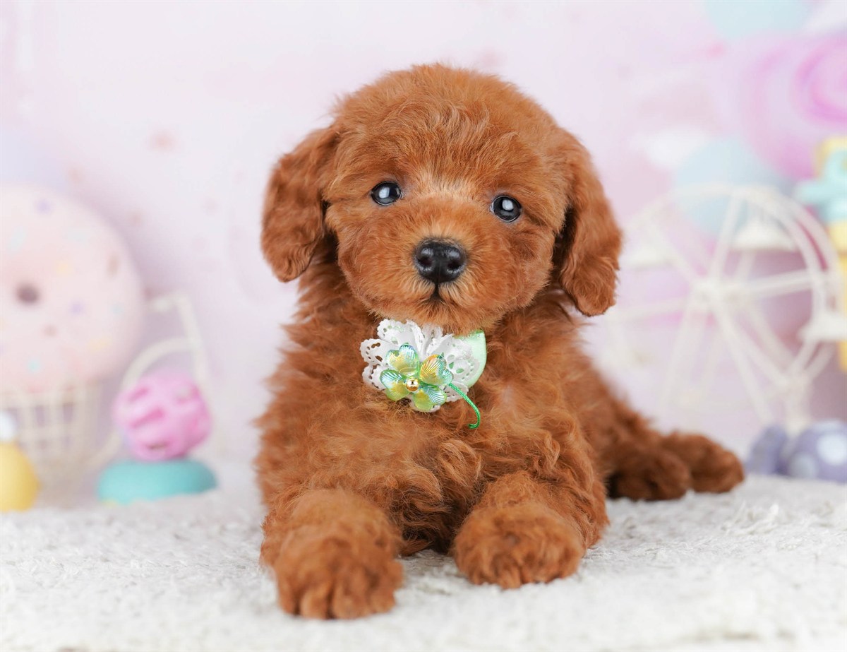 トイ・プードル | 女の子 | レッド | 2026年2月21日（ID:dog-10007614）