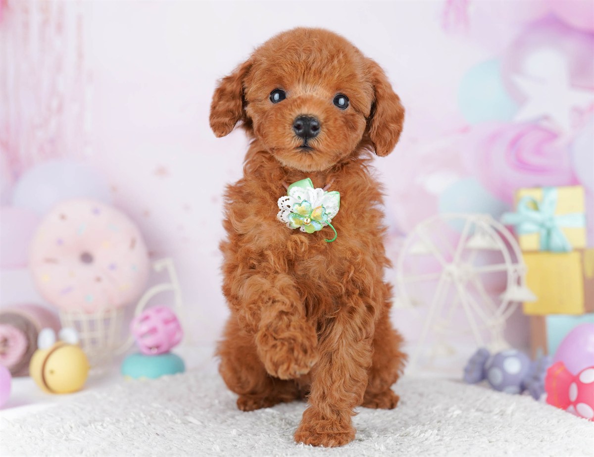 トイ・プードル | 女の子 | レッド | 2026年2月21日（ID:dog-10007614）