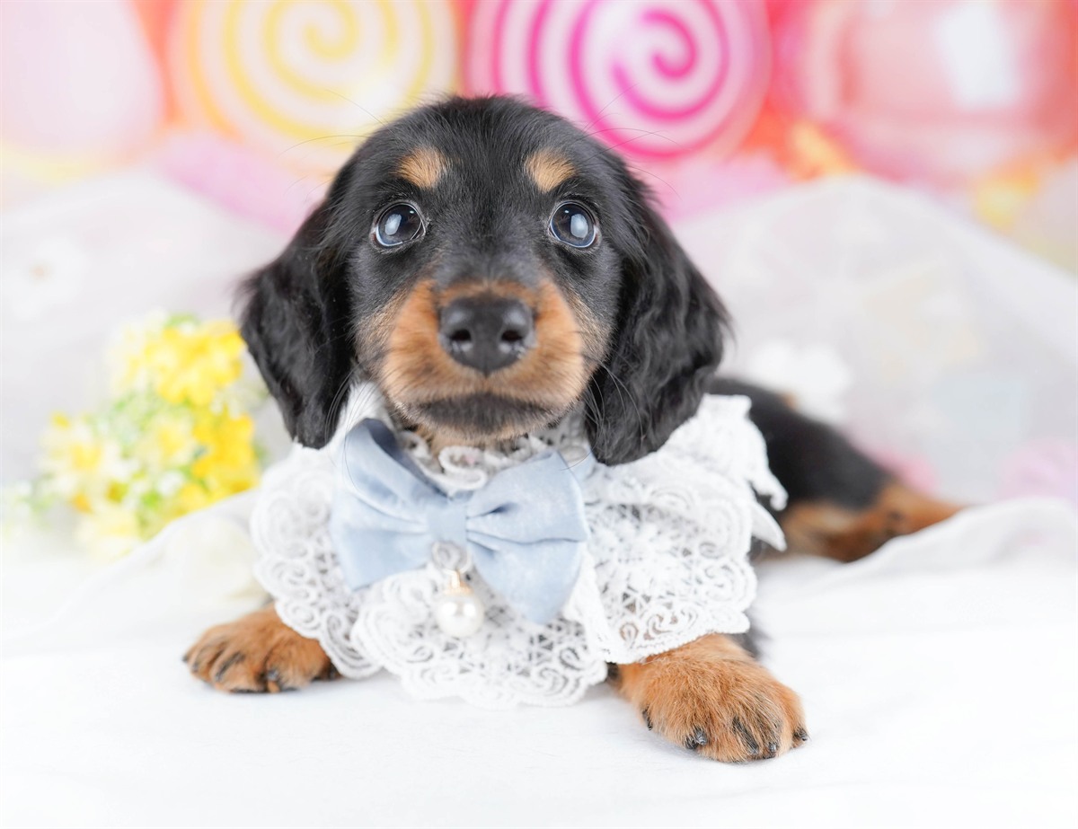 カニンヘン・ダックスフンド(ロング) | 男の子 | ブラック＆タン | 2026年2月22日（ID:dog-10007616）