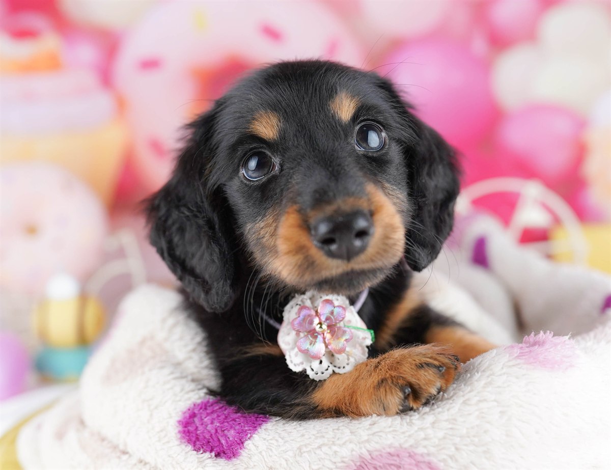 カニンヘン・ダックスフンド(ロング) | 男の子 | ブラック＆タン | 2026年2月22日（ID:dog-10007616）