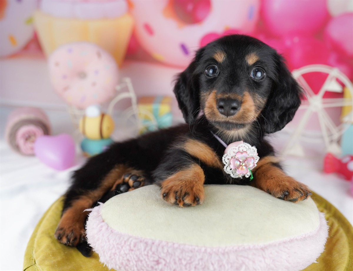 カニンヘン・ダックスフンド(ロング) | 男の子 | ブラック＆タン | 2026年2月22日（ID:dog-10007616）