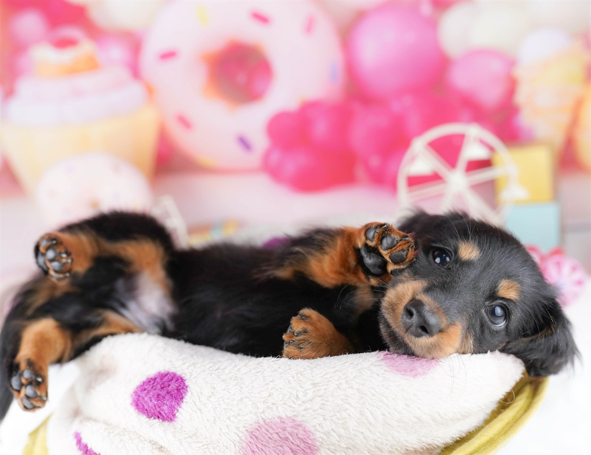 カニンヘン・ダックスフンド(ロング) | 男の子 | ブラック＆タン | 2026年2月22日（ID:dog-10007616）