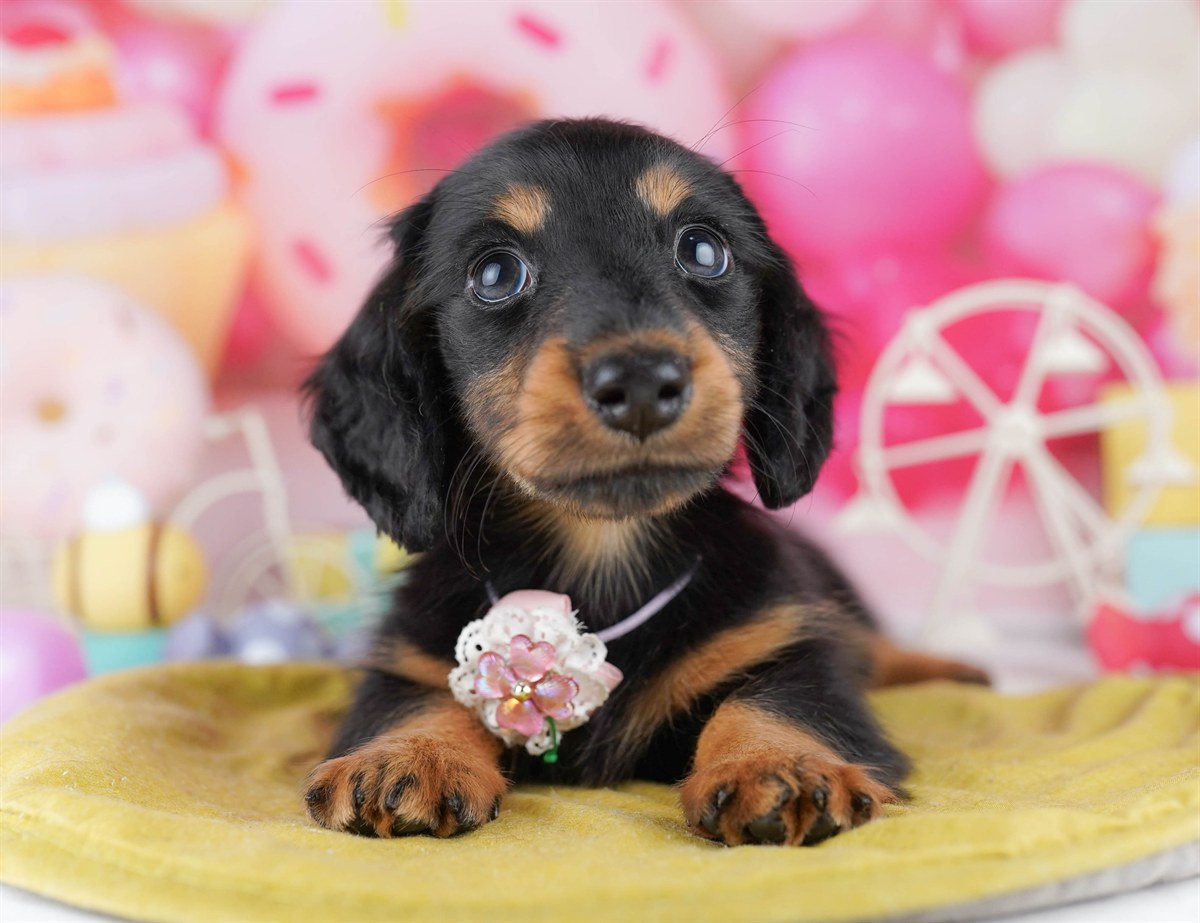 カニンヘン・ダックスフンド(ロング) | 男の子 | ブラック＆タン | 2026年2月22日（ID:dog-10007616）