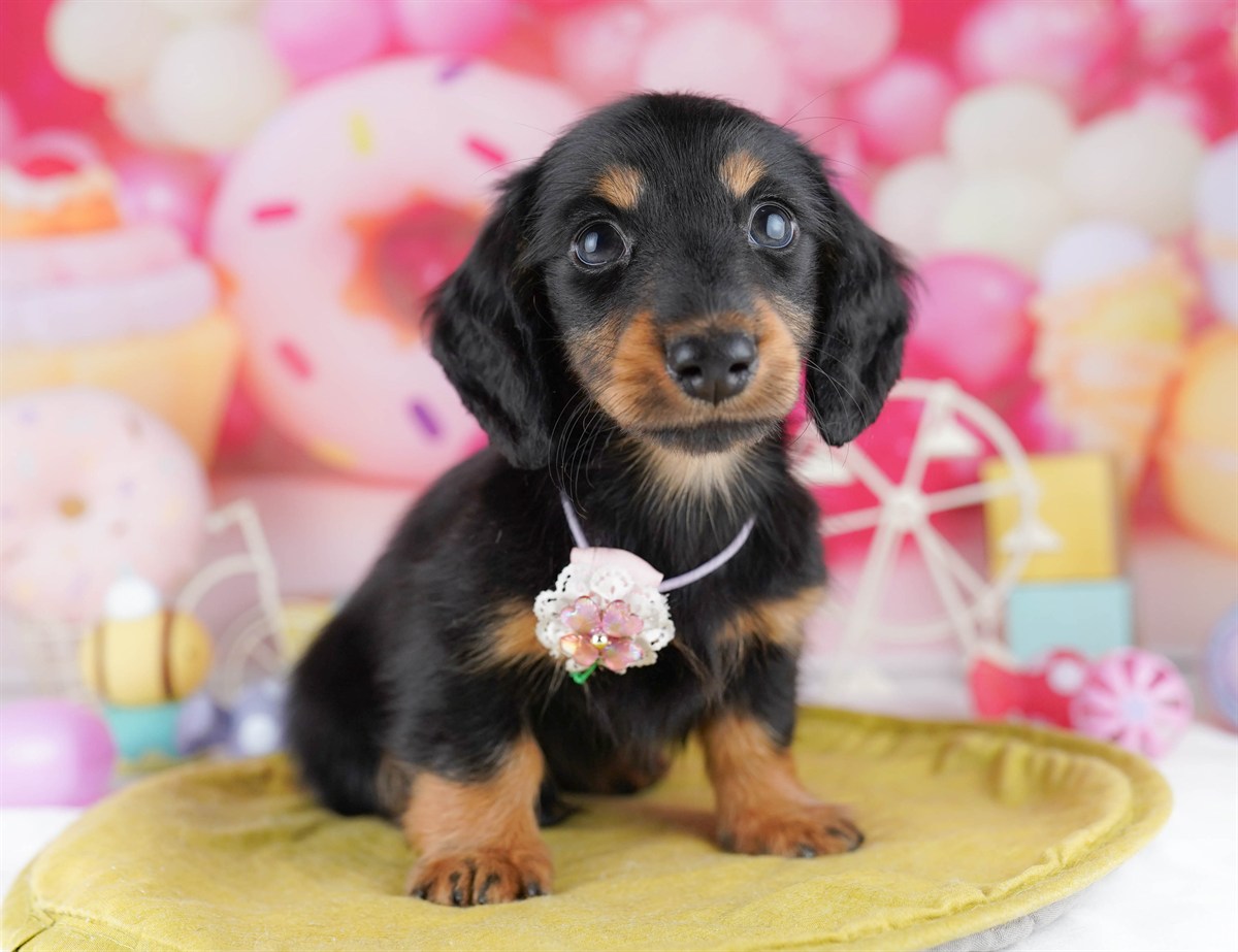 カニンヘン・ダックスフンド(ロング) | 男の子 | ブラック＆タン | 2026年2月22日（ID:dog-10007616）