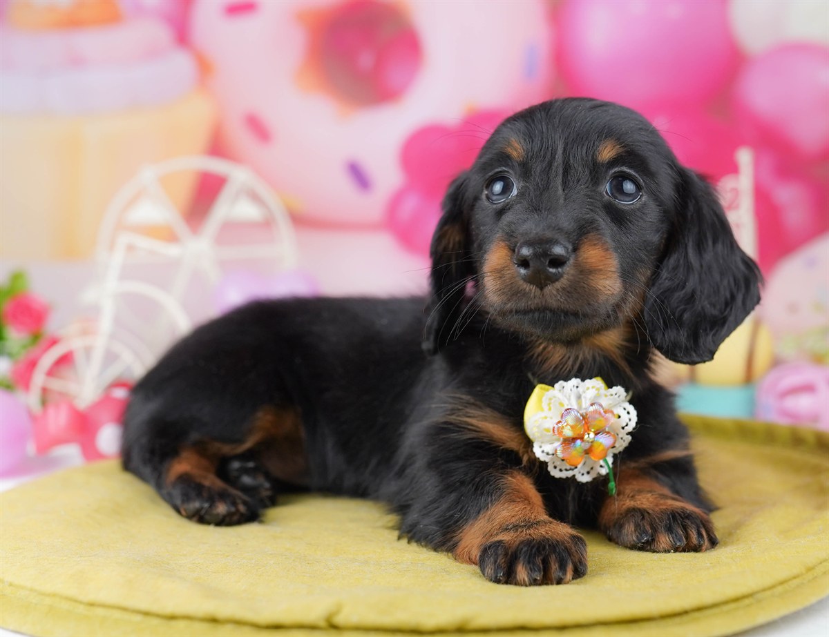 カニンヘン・ダックスフンド(ロング) | 女の子 | ブラック＆タン | 2026年2月22日（ID:dog-10007617）