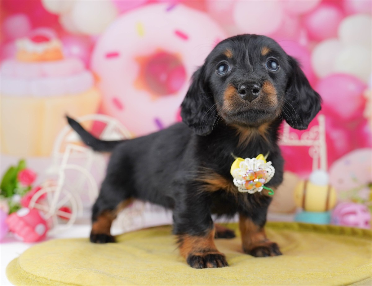 カニンヘン・ダックスフンド(ロング) | 女の子 | ブラック＆タン | 2026年2月22日（ID:dog-10007617）