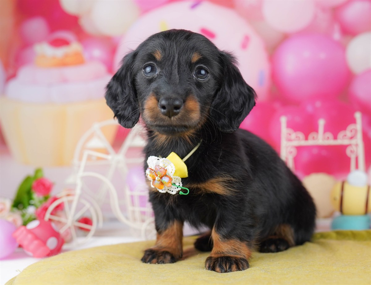 カニンヘン・ダックスフンド(ロング) | 女の子 | ブラック＆タン | 2026年2月22日（ID:dog-10007617）