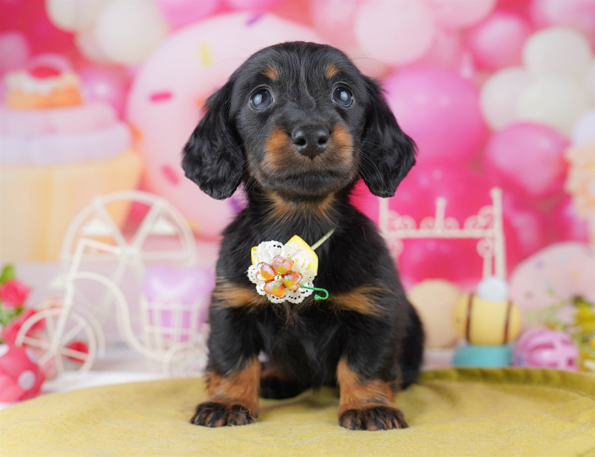 カニンヘン・ダックスフンド(ロング) | 女の子 | ブラック＆タン | 2026年2月22日（ID:dog-10007617）