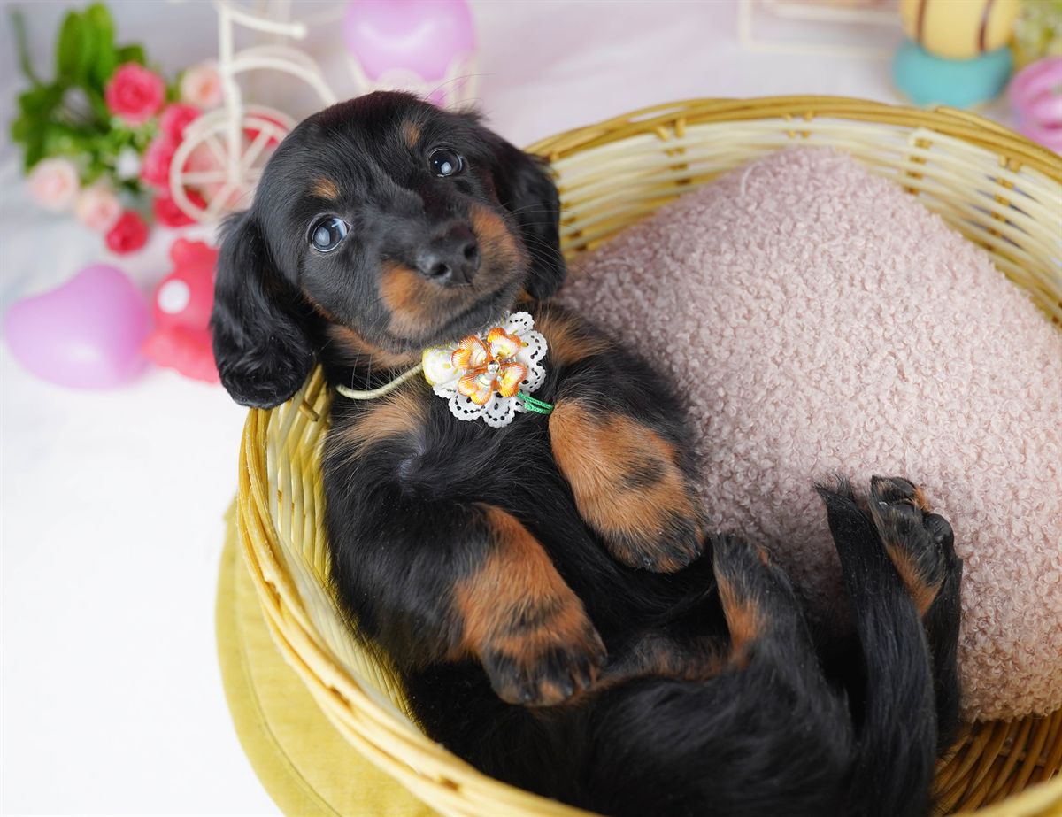 カニンヘン・ダックスフンド(ロング) | 女の子 | ブラック＆タン | 2026年2月22日（ID:dog-10007617）