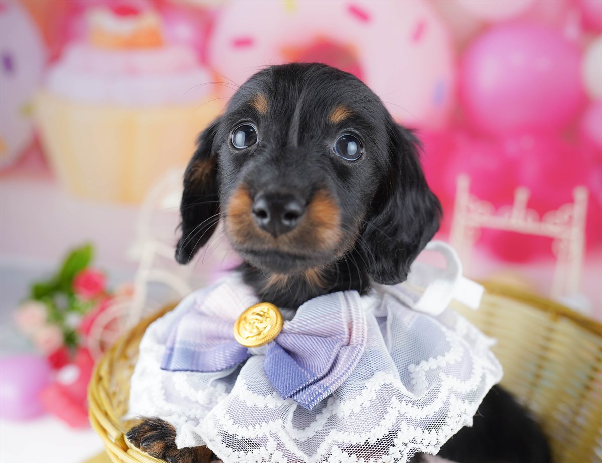 カニンヘン・ダックスフンド(ロング) | 女の子 | ブラック＆タン | 2026年2月22日（ID:dog-10007617）