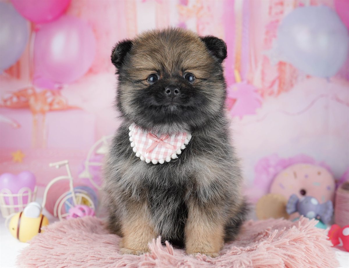 ポメラニアン | 女の子 | オレンジセーブル | 2026年2月22日（ID:dog-10007619）