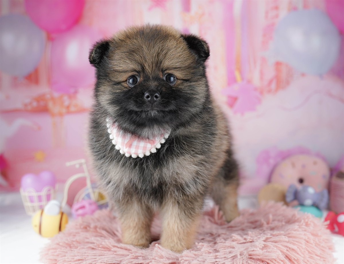 ポメラニアン | 女の子 | オレンジセーブル | 2026年2月22日（ID:dog-10007619）