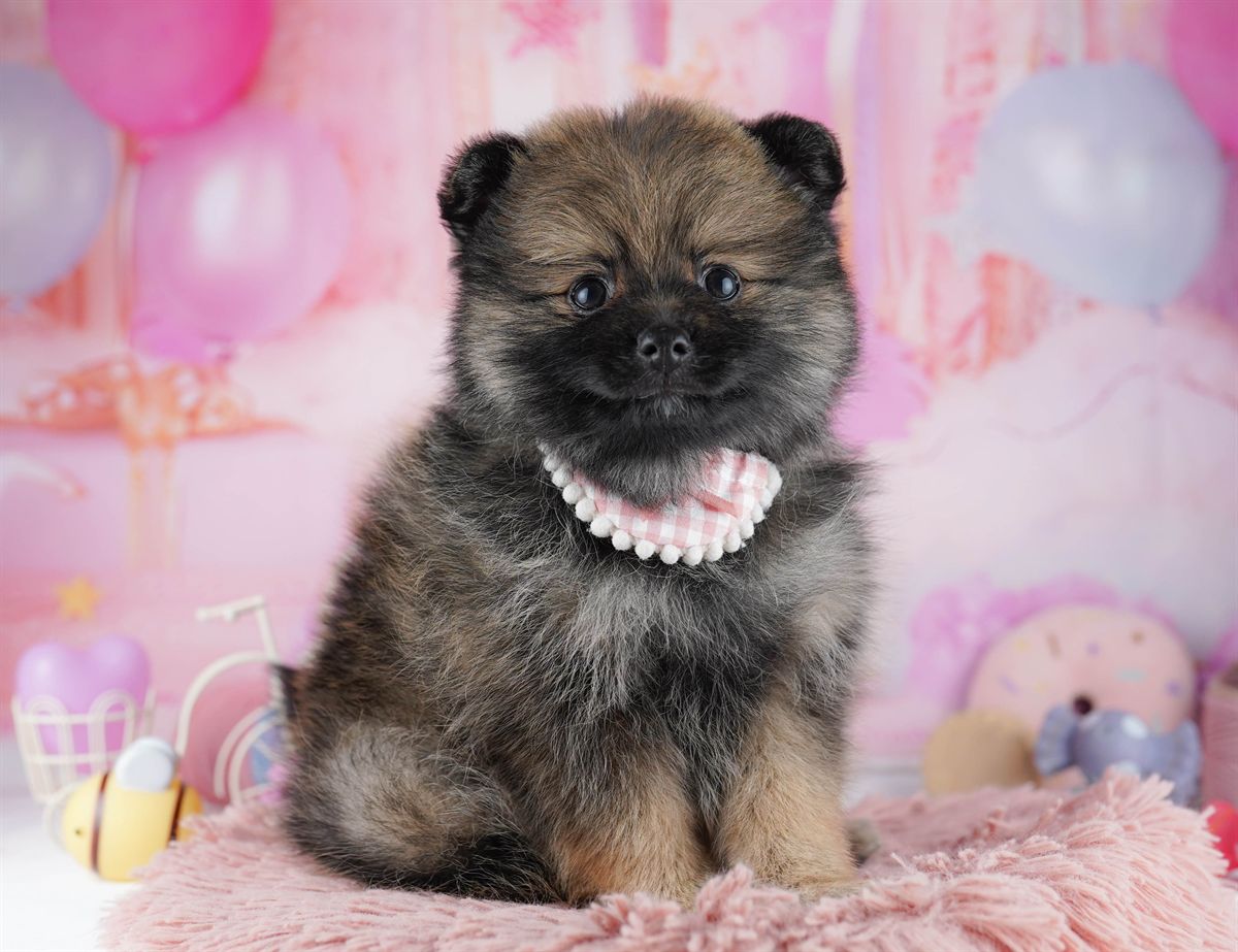 ポメラニアン | 女の子 | オレンジセーブル | 2026年2月22日（ID:dog-10007619）