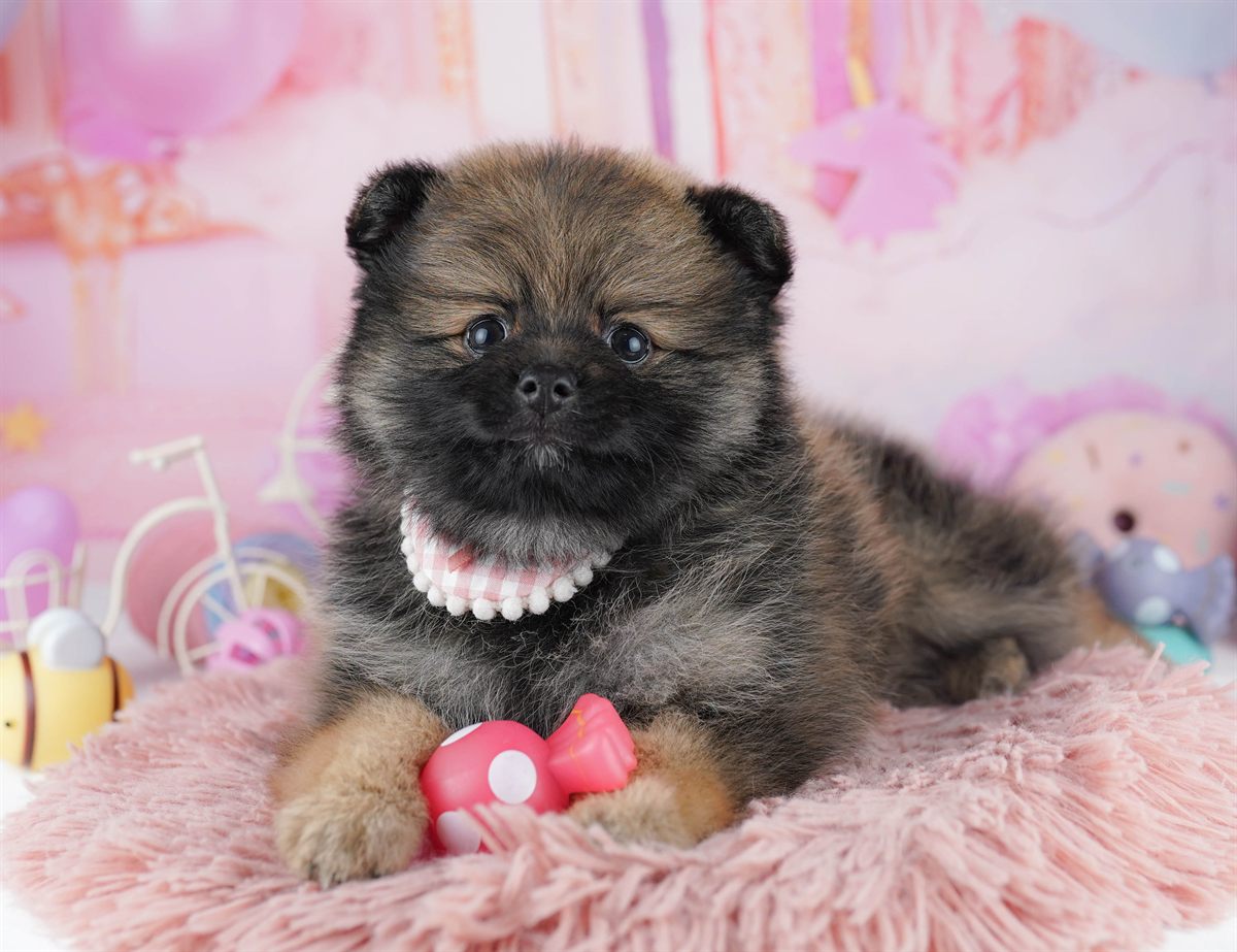 ポメラニアン | 女の子 | オレンジセーブル | 2026年2月22日（ID:dog-10007619）