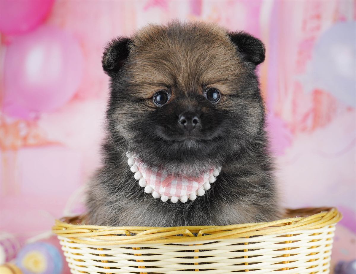 ポメラニアン | 女の子 | オレンジセーブル | 2026年2月22日（ID:dog-10007619）