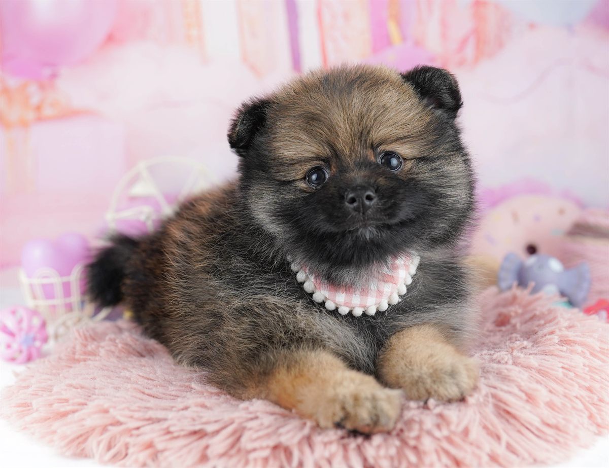 ポメラニアン | 女の子 | オレンジセーブル | 2026年2月22日（ID:dog-10007619）