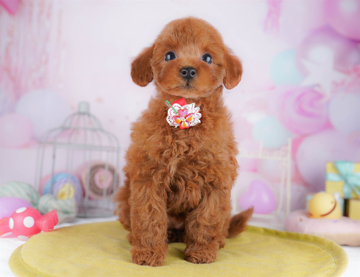 トイ・プードル | 女の子 | レッド | 2026年2月23日（ID:dog-10007620）