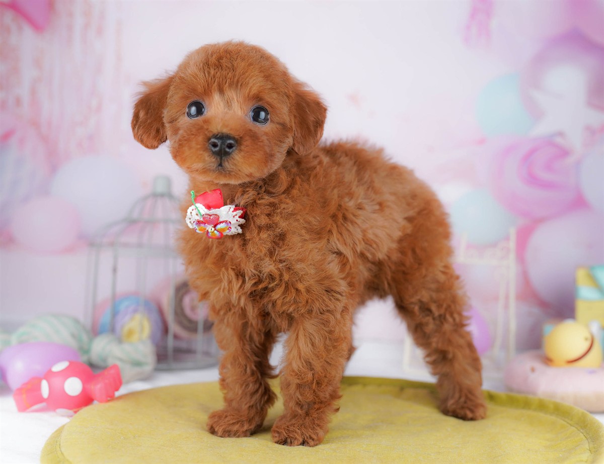 トイ・プードル | 女の子 | レッド | 2026年2月23日（ID:dog-10007620）