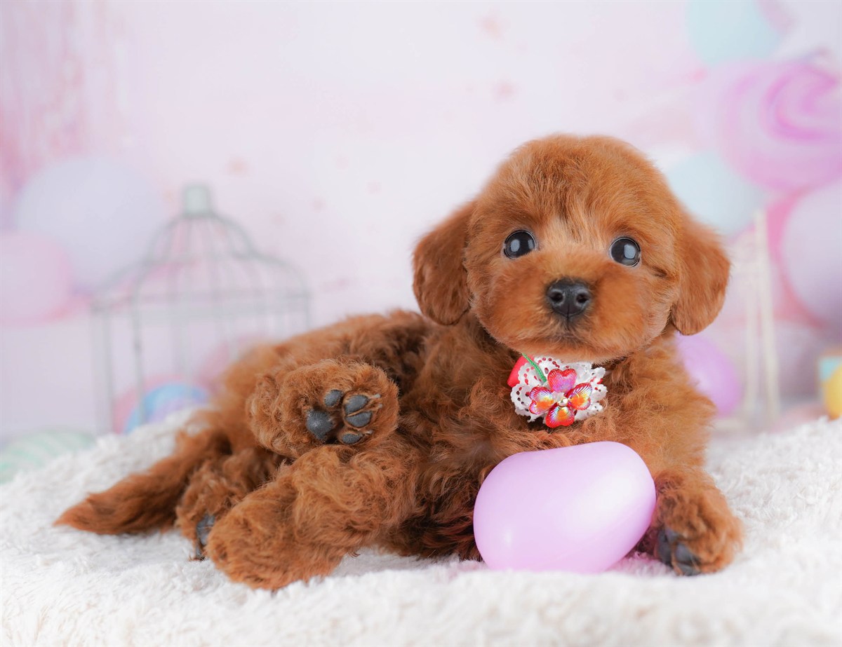 トイ・プードル | 女の子 | レッド | 2026年2月23日（ID:dog-10007620）