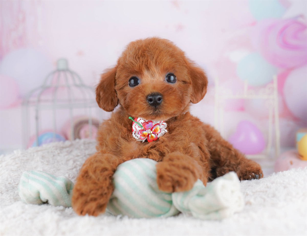 トイ・プードル | 女の子 | レッド | 2026年2月23日（ID:dog-10007620）