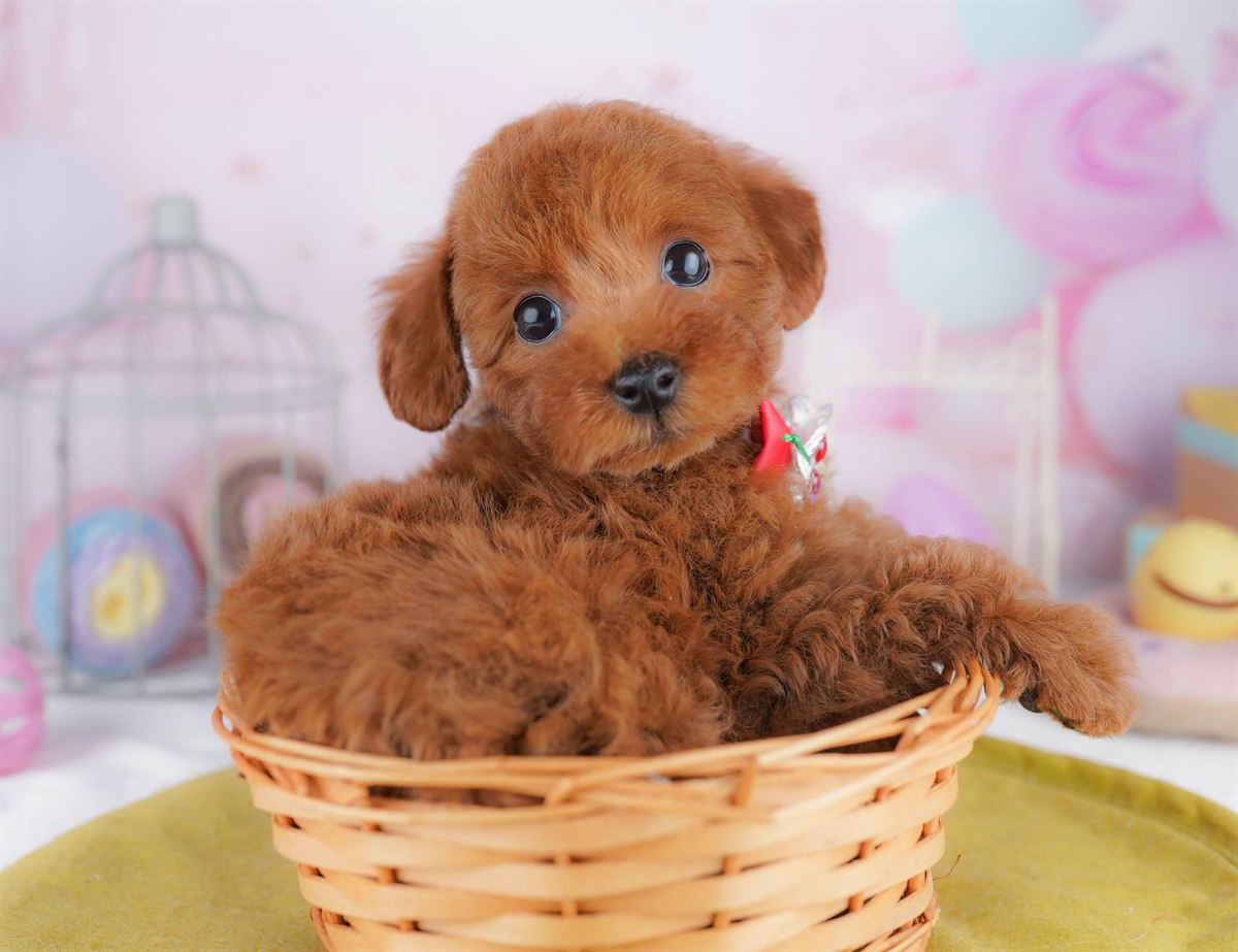 トイ・プードル | 女の子 | レッド | 2026年2月23日（ID:dog-10007620）