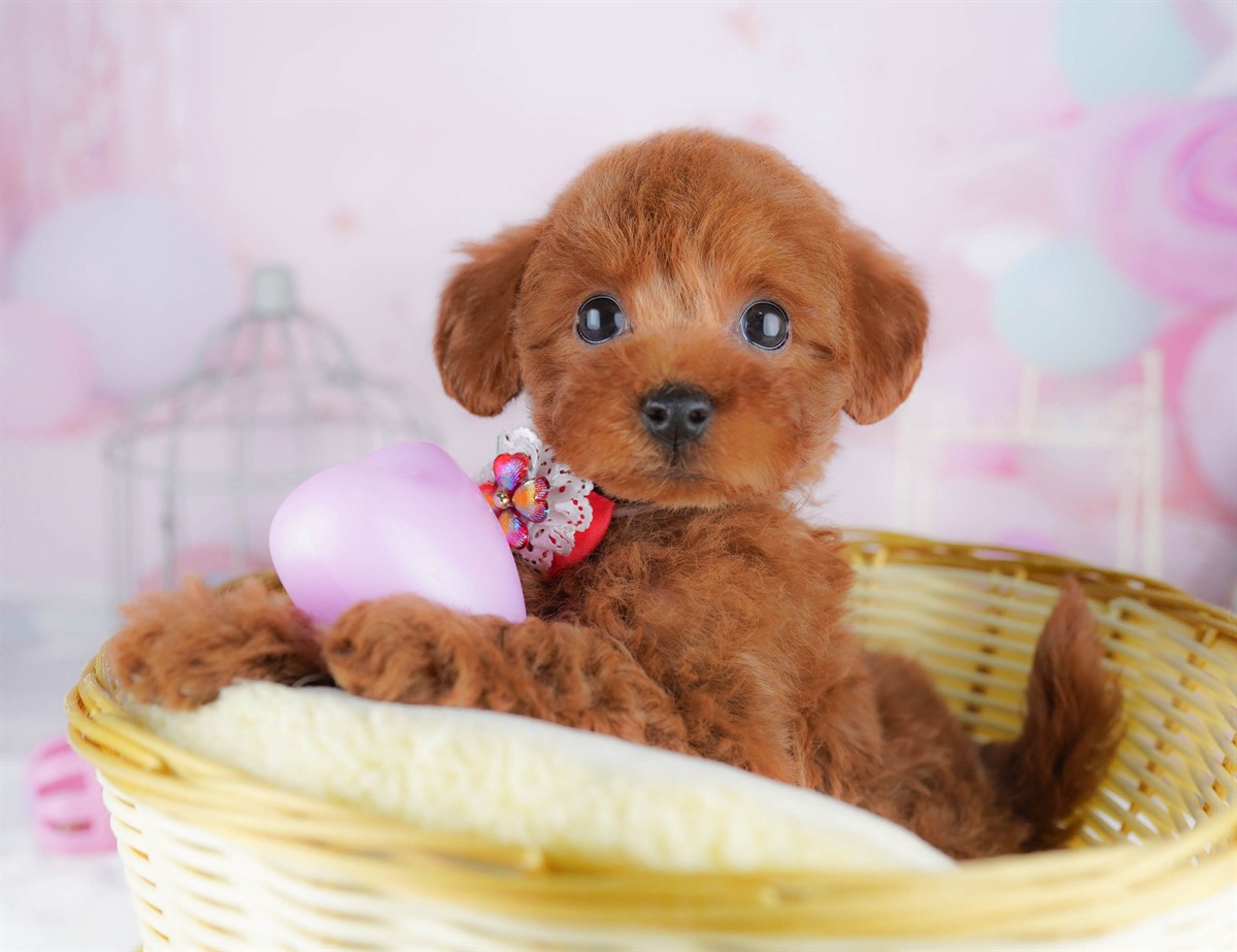 トイ・プードル | 女の子 | レッド | 2026年2月23日（ID:dog-10007620）