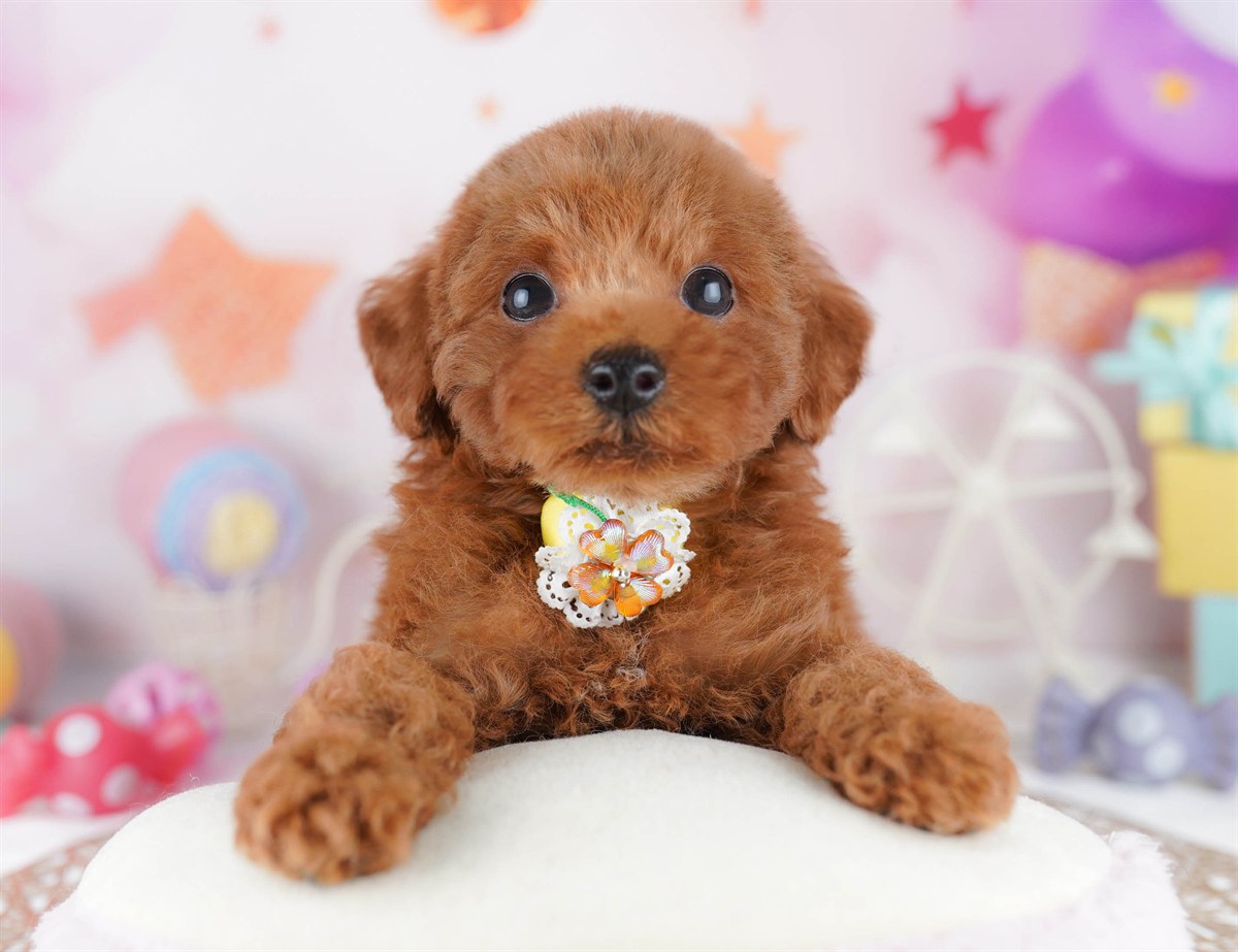 トイ・プードル | 女の子 | レッド | 2026年2月23日（ID:dog-10007621）