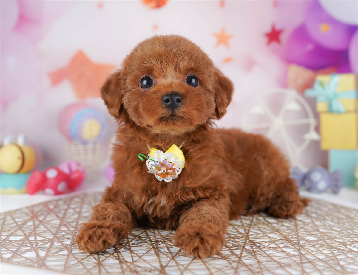 トイ・プードル | 女の子 | レッド | 2026年2月23日（ID:dog-10007621）