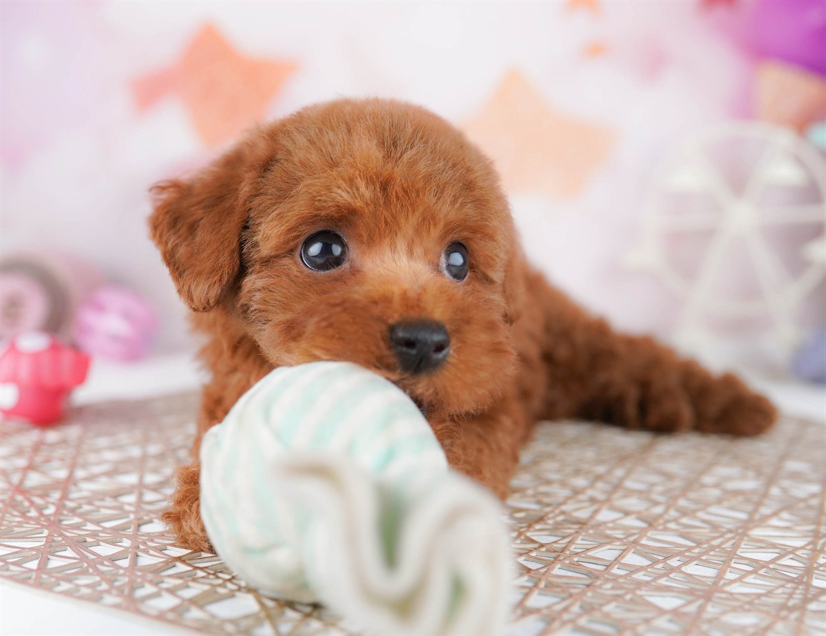 トイ・プードル | 女の子 | レッド | 2026年2月23日（ID:dog-10007621）