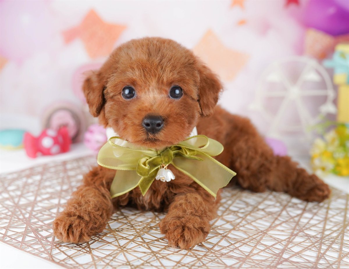 トイ・プードル | 女の子 | レッド | 2026年2月23日（ID:dog-10007621）