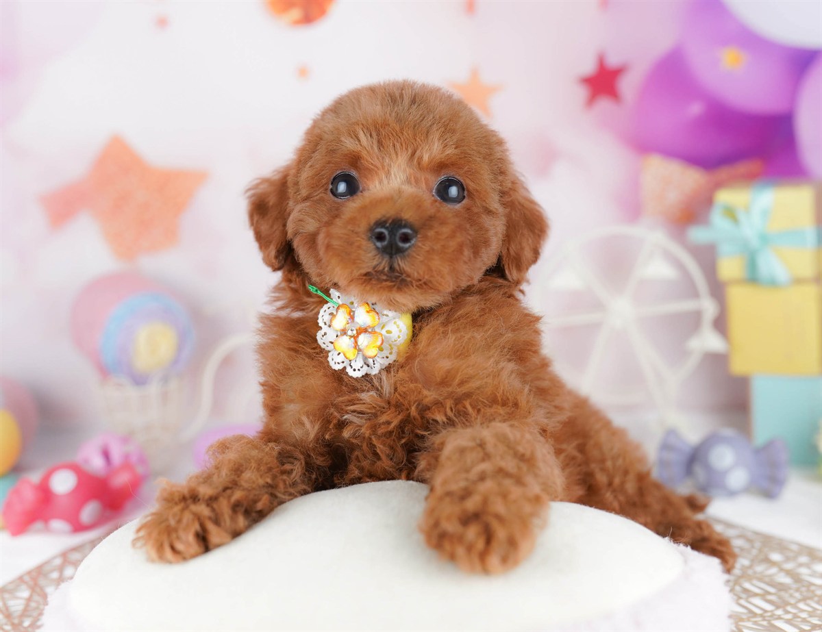 トイ・プードル | 女の子 | レッド | 2026年2月23日（ID:dog-10007621）