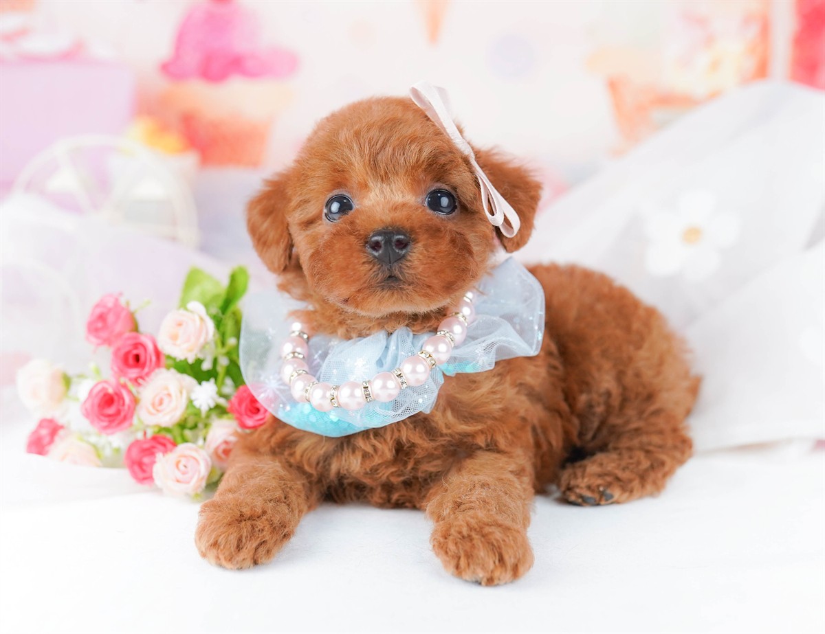 トイ・プードル | 女の子 | レッド | 2026年2月23日（ID:dog-10007622）