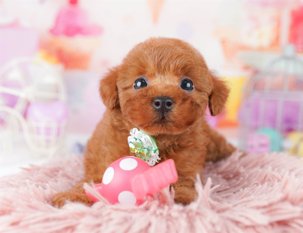 トイ・プードル | 女の子 | レッド | 2026年2月23日（ID:dog-10007622）