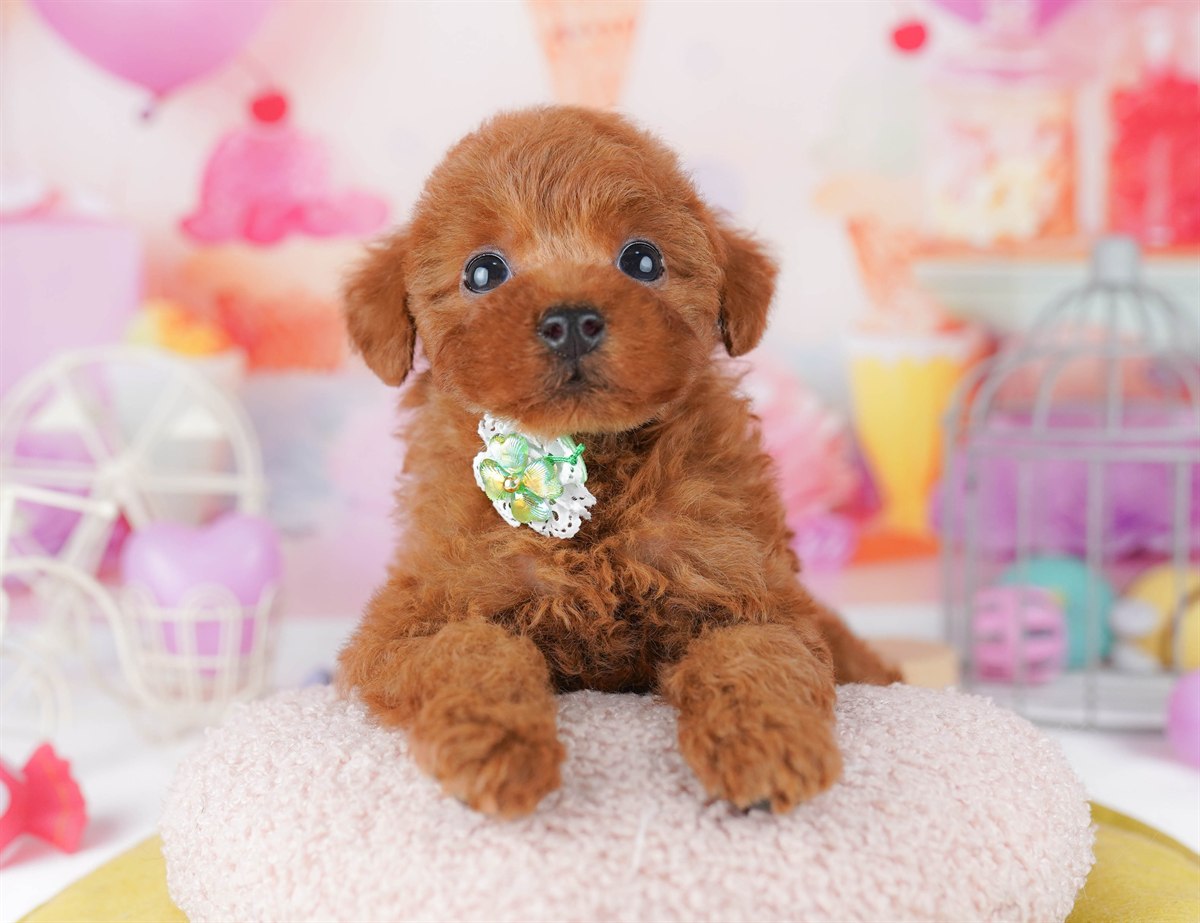 トイ・プードル | 女の子 | レッド | 2026年2月23日（ID:dog-10007622）