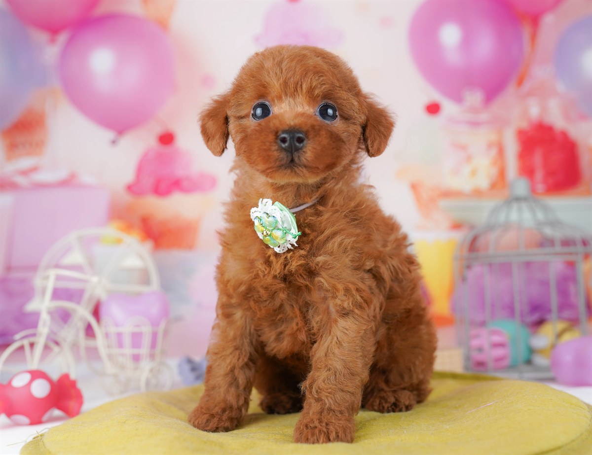 トイ・プードル | 女の子 | レッド | 2026年2月23日（ID:dog-10007622）