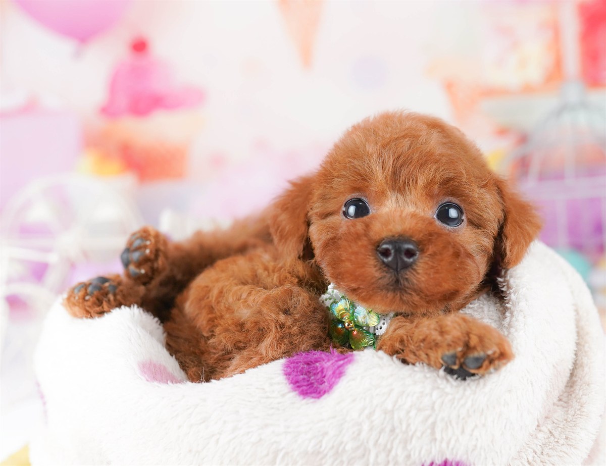 トイ・プードル | 女の子 | レッド | 2026年2月23日（ID:dog-10007622）