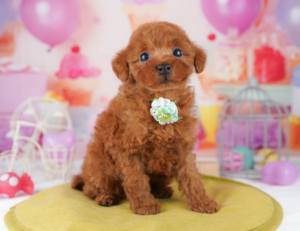 トイ・プードル | 女の子 | レッド | 2026年2月23日（ID:dog-10007622）