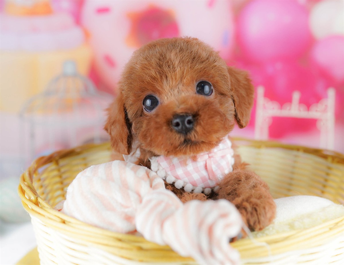 トイ・プードル | 女の子 | レッド | 2026年2月23日（ID:dog-10007623）