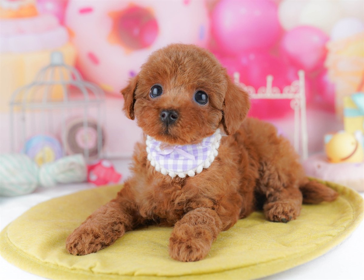 トイ・プードル | 女の子 | レッド | 2026年2月23日（ID:dog-10007623）