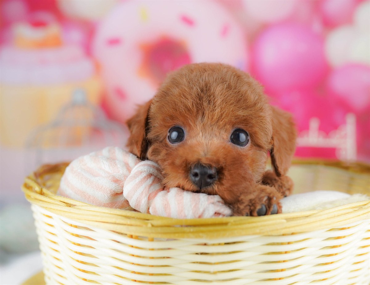 トイ・プードル | 女の子 | レッド | 2026年2月23日（ID:dog-10007623）