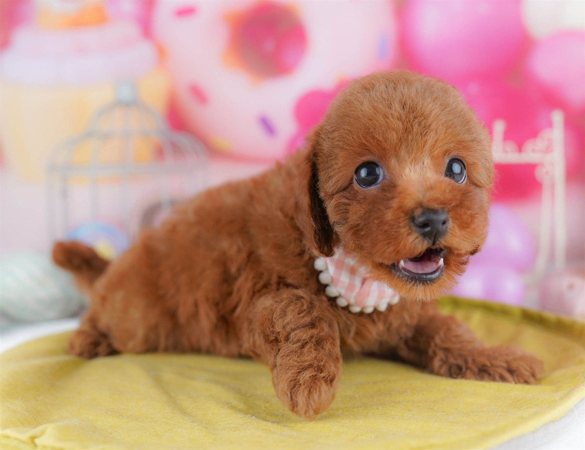 トイ・プードル | 女の子 | レッド | 2026年2月23日（ID:dog-10007623）