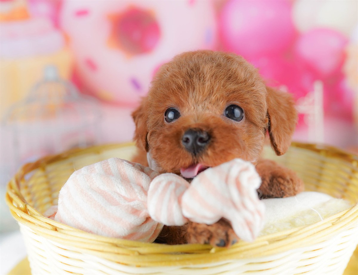 トイ・プードル | 女の子 | レッド | 2026年2月23日（ID:dog-10007623）