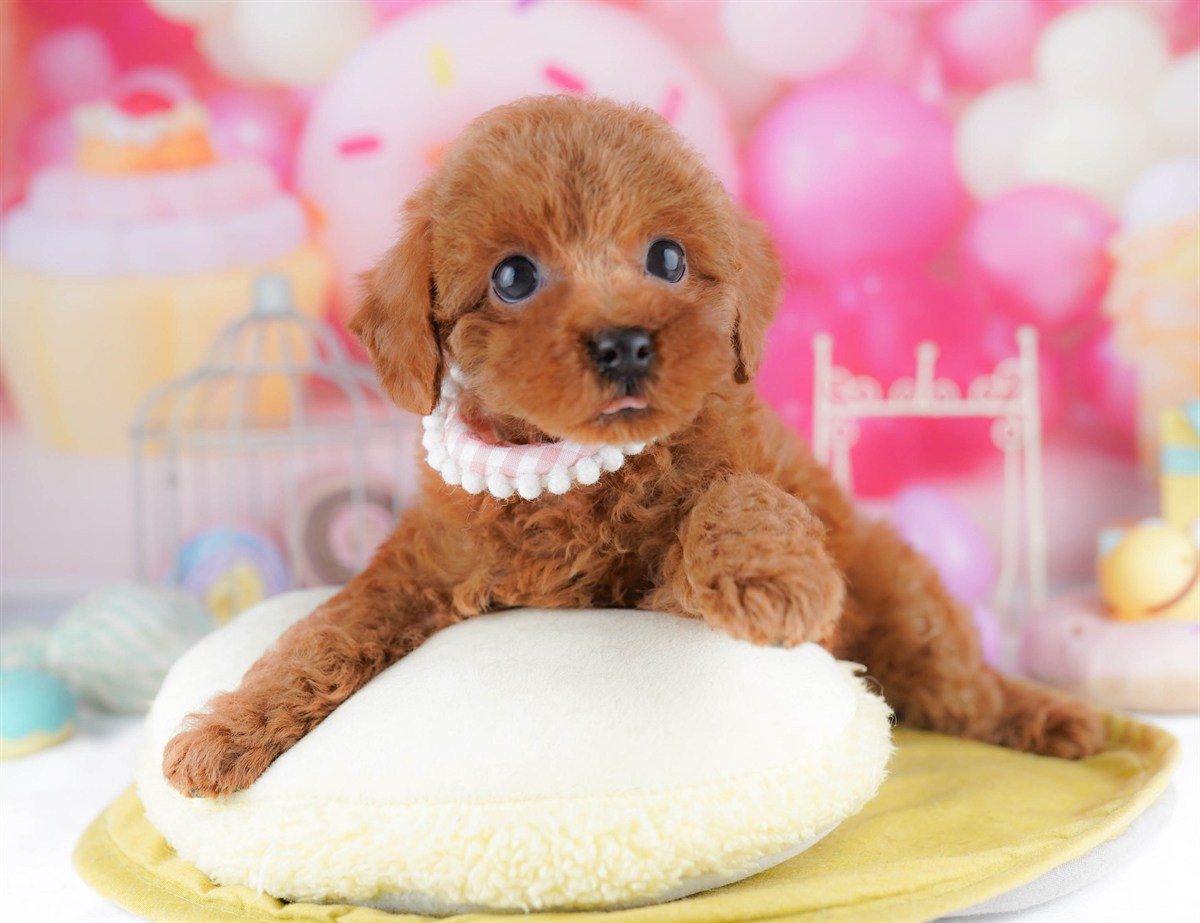 トイ・プードル | 女の子 | レッド | 2026年2月23日（ID:dog-10007623）