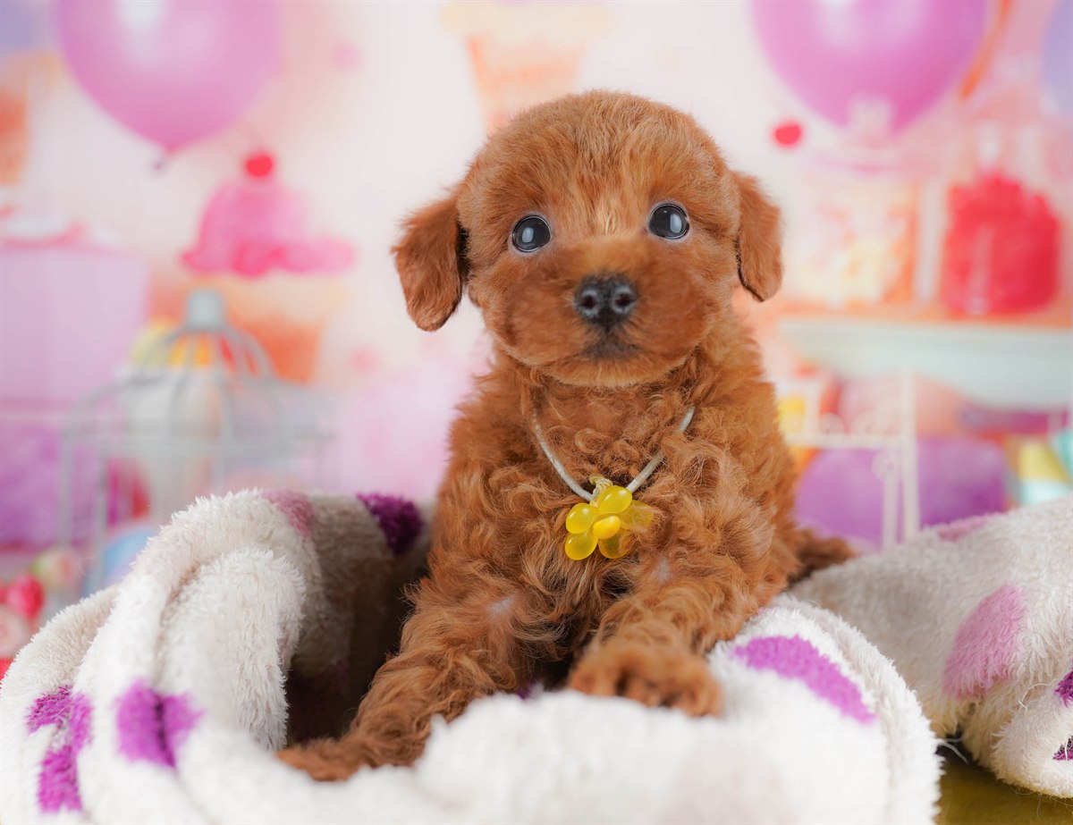 トイ・プードル | 男の子 | レッド | 2026年2月23日（ID:dog-10007624）